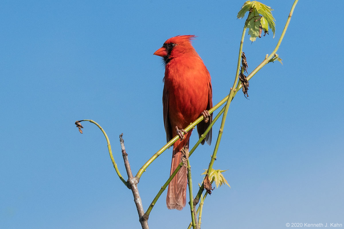 n_cardinal-7.jpg