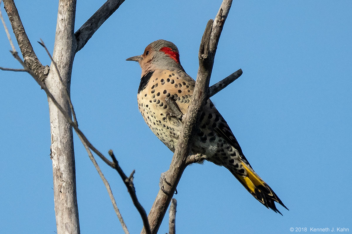 n_flicker-5.jpg
