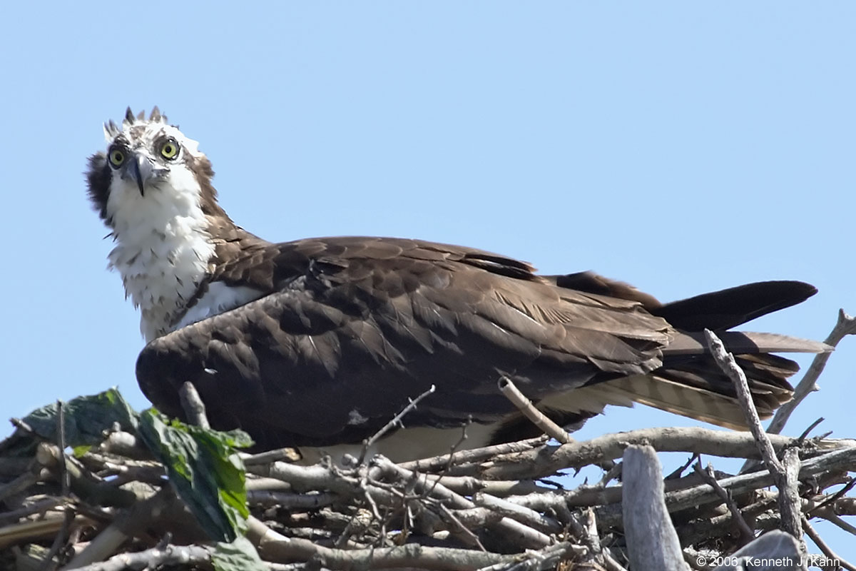osprey-04.jpg