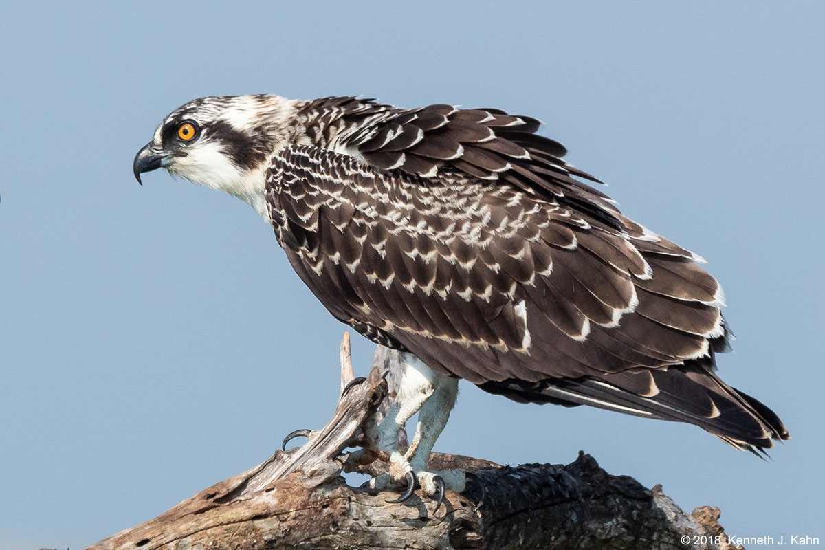 osprey-40.jpg