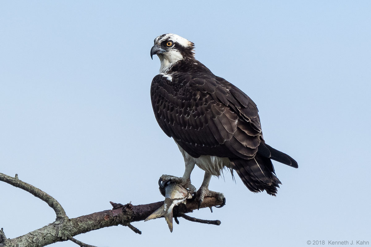 osprey-42.jpg