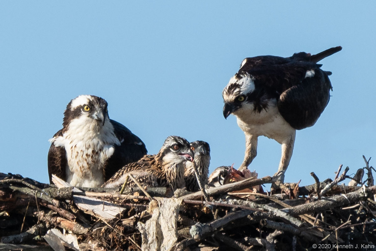 osprey-48.jpg