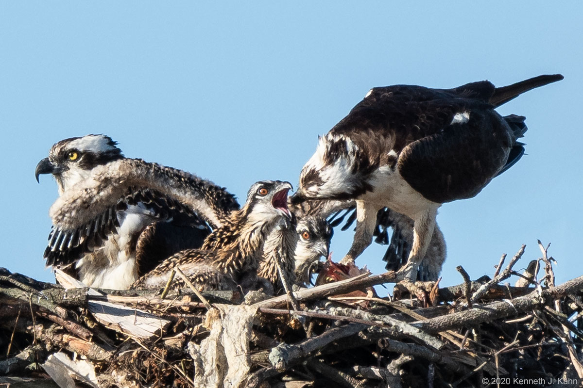 osprey-49.jpg