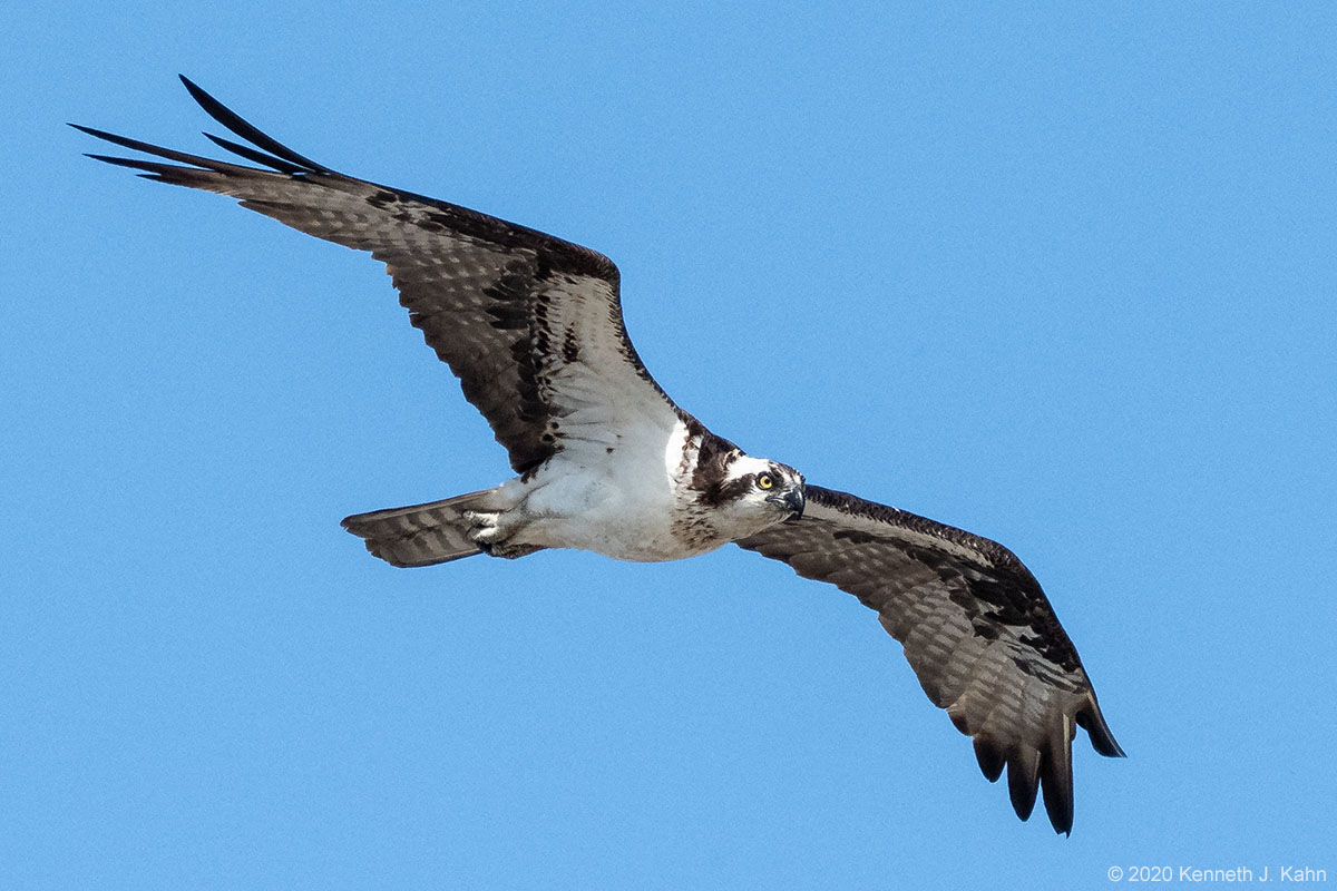 osprey-51.jpg