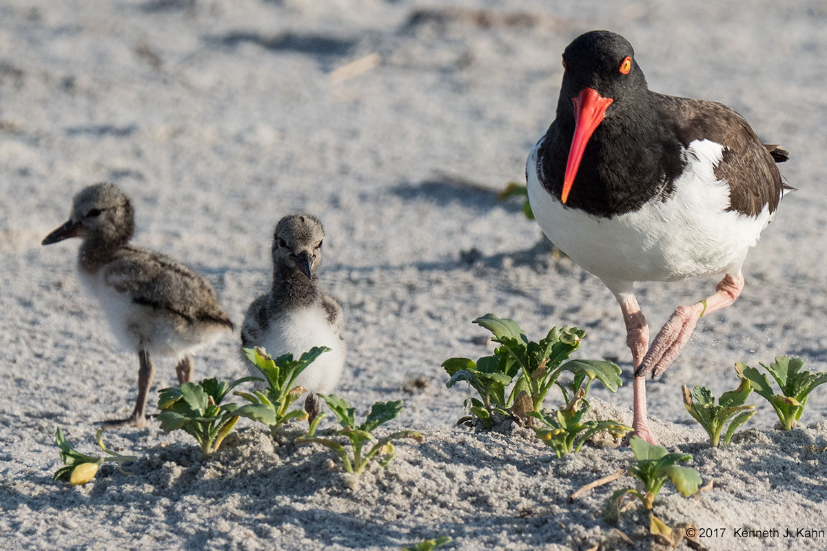 oystercatcher-04.jpg