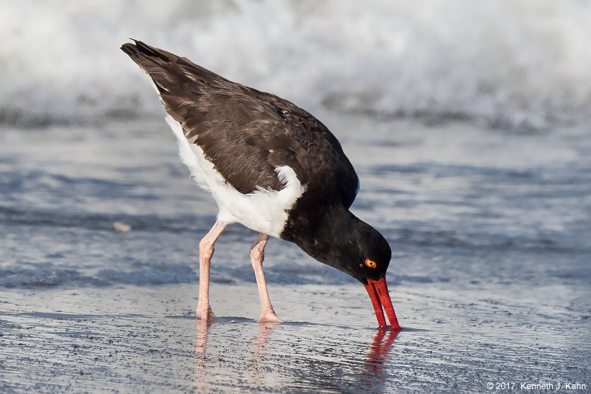 oystercatcher-05.jpg