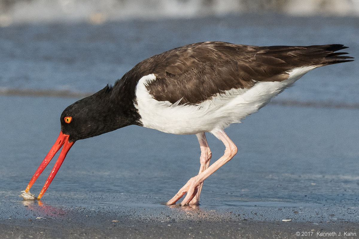 oystercatcher-09.jpg