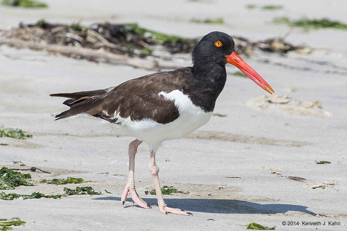 oystercatcher-1.jpg