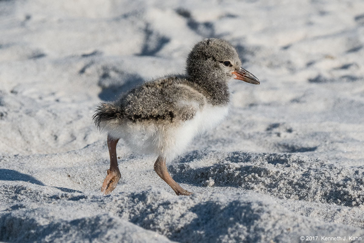 oystercatcher-10.jpg