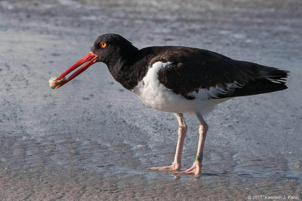 oystercatcher-12.jpg