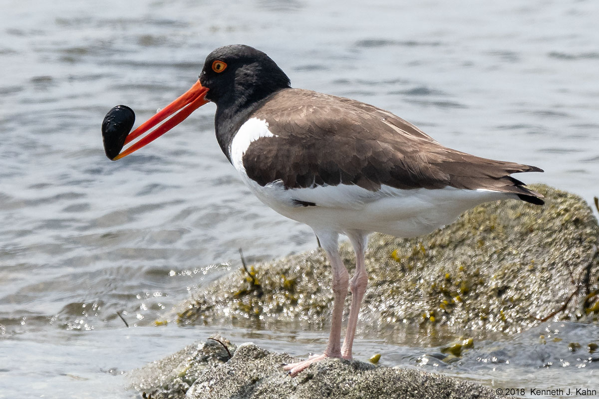 oystercatcher-14.jpg