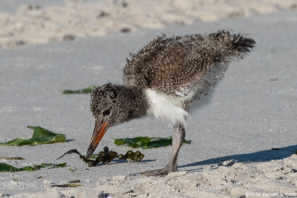 oystercatcher-15.jpg