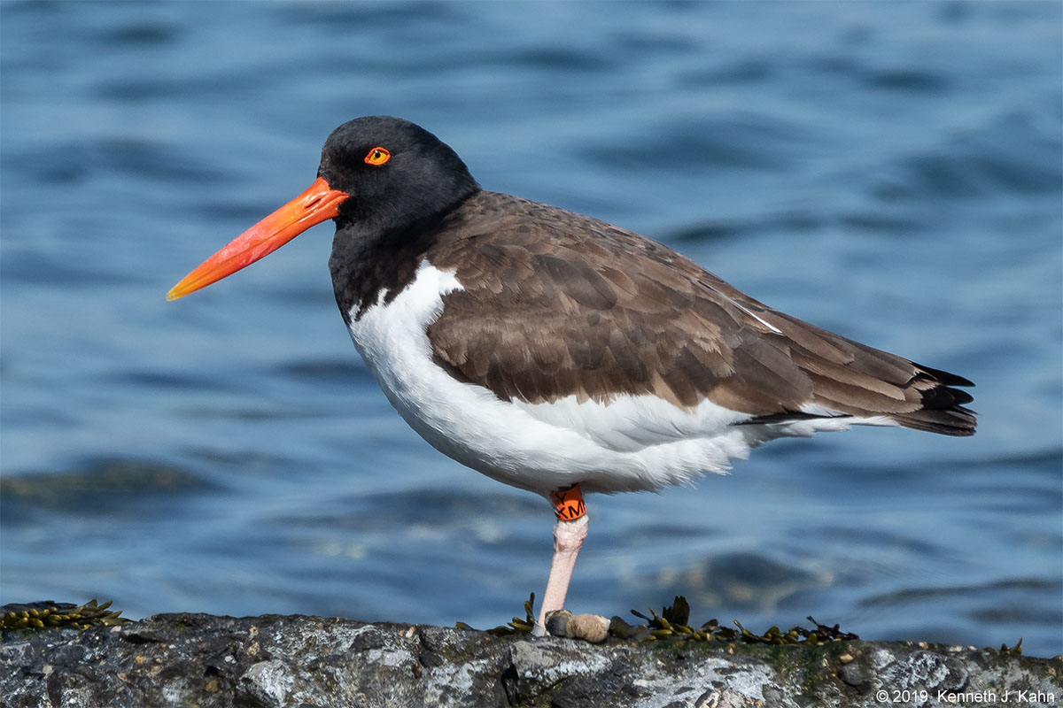 oystercatcher-16.jpg