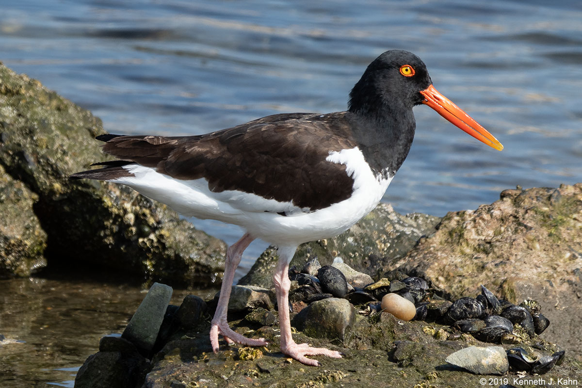 oystercatcher-17.jpg
