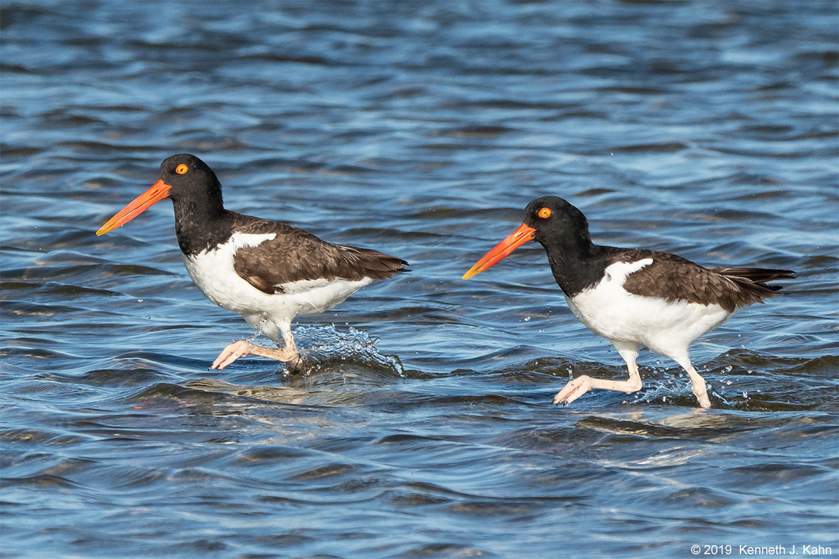 oystercatcher-18.jpg
