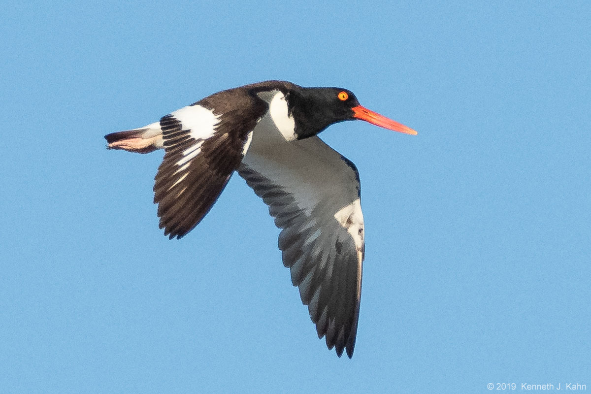 oystercatcher-19.jpg