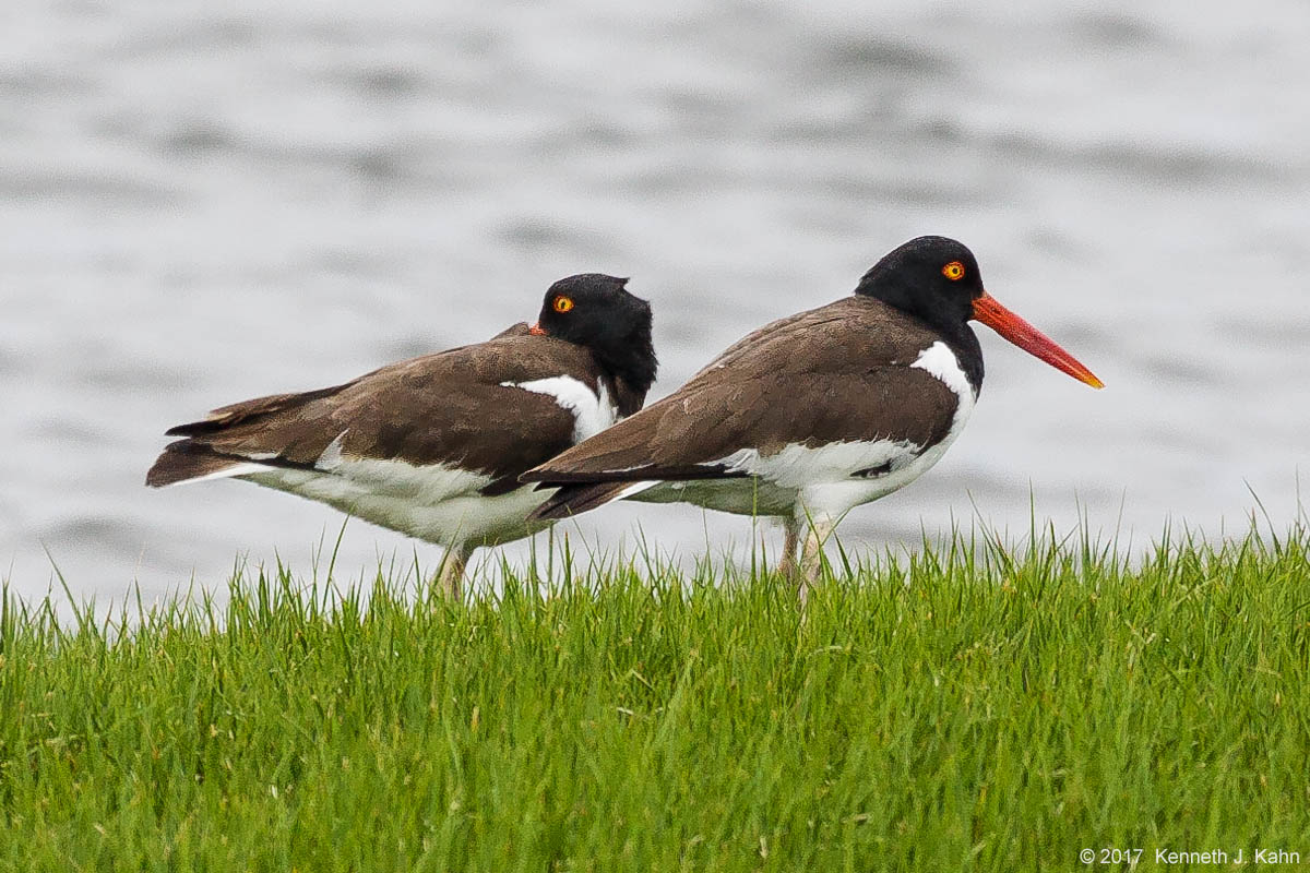 oystercatcher-3.jpg