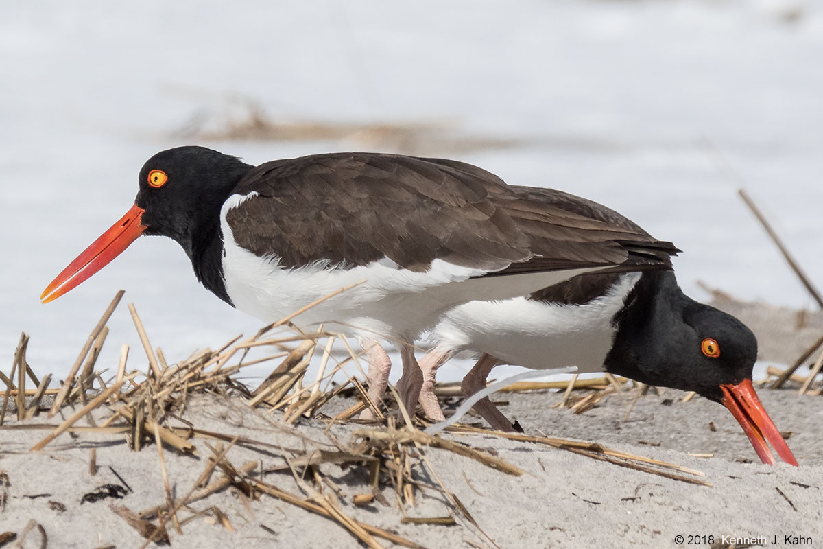 oystercatchers-13.jpg