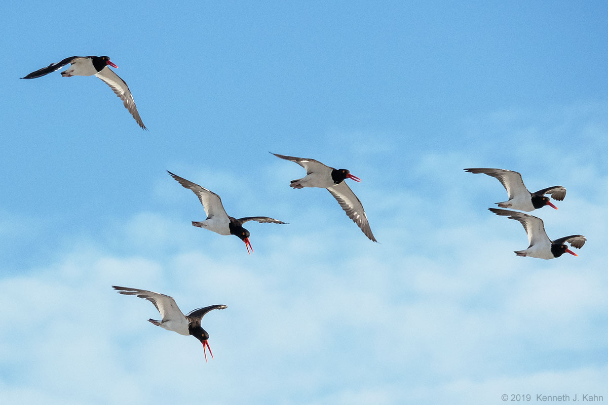 oystercatchers-14.jpg