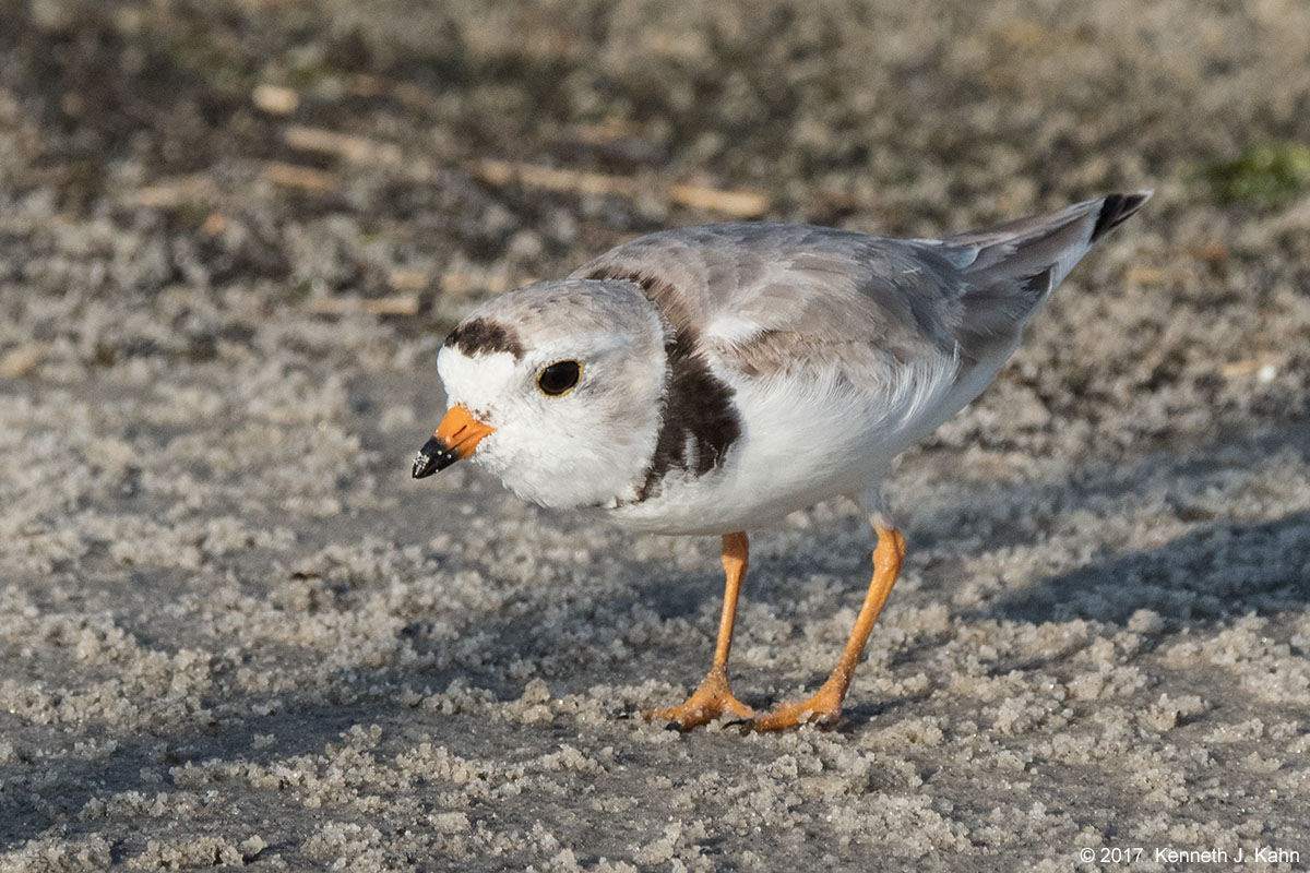 p_plover-3.jpg