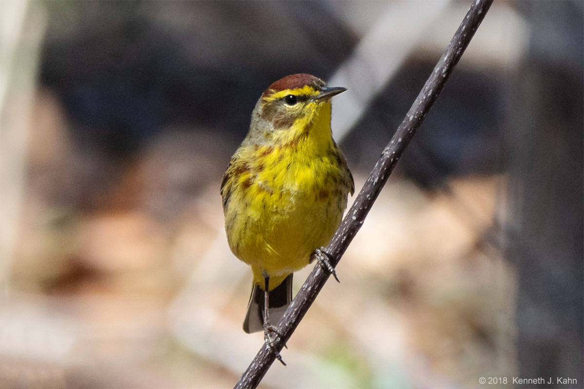 palm_warbler-04.jpg