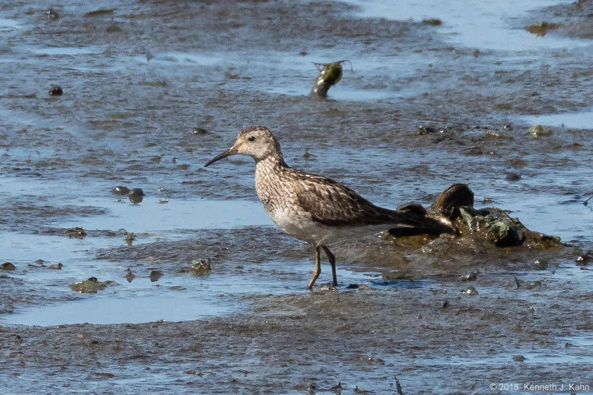 purple_sandpiper-1.jpg