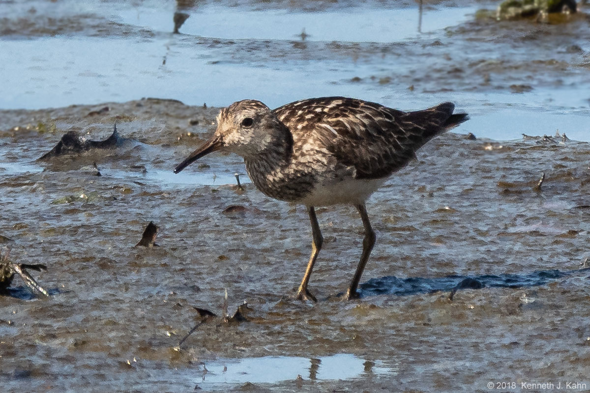 purple_sandpiper-2.jpg