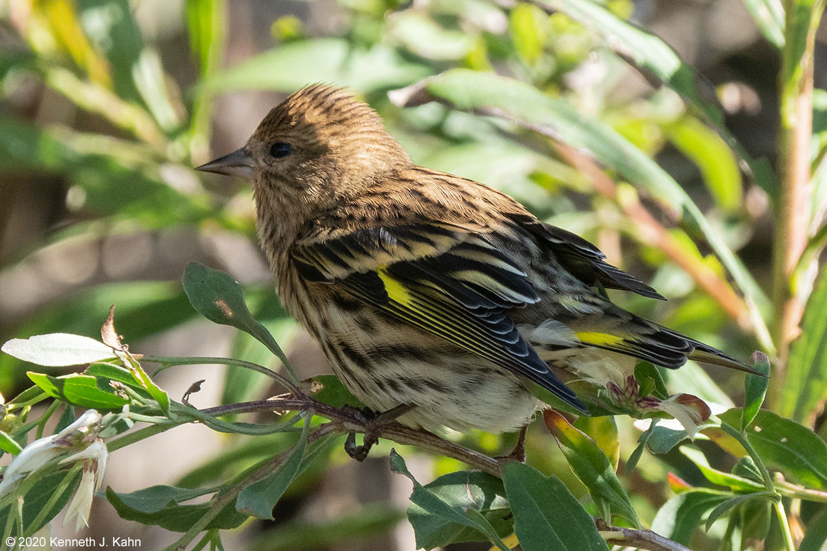 pine_siskin-02.jpg