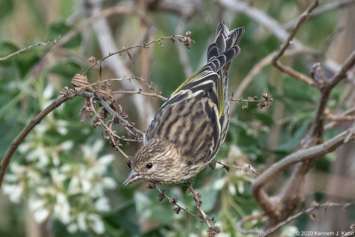 pine_siskin-06.jpg