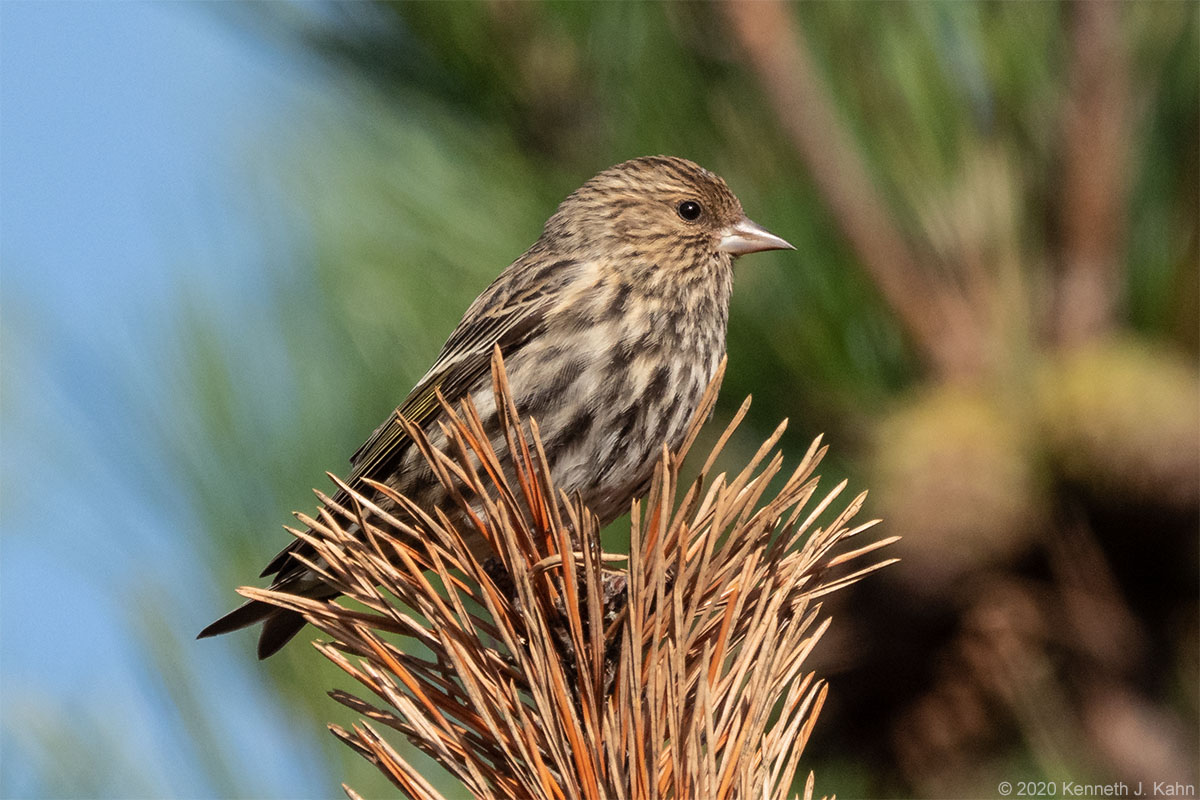 pine_siskin-07.jpg