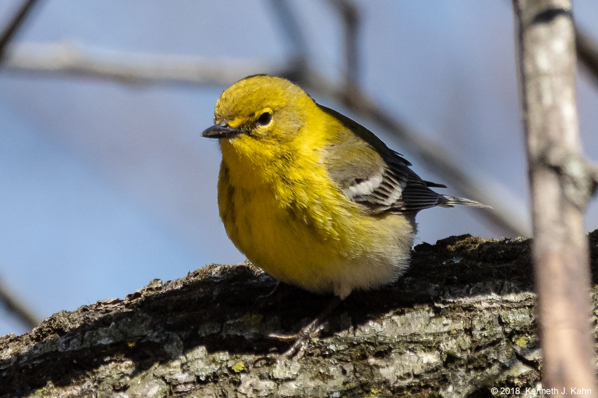 pine_warbler-01.jpg