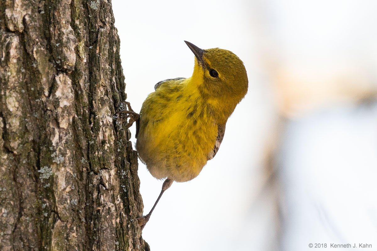 pine_warbler-03.jpg