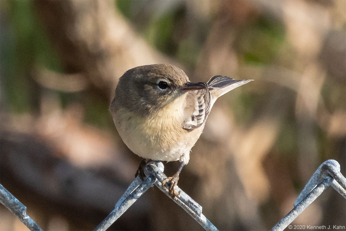 pine_warbler-04.jpg