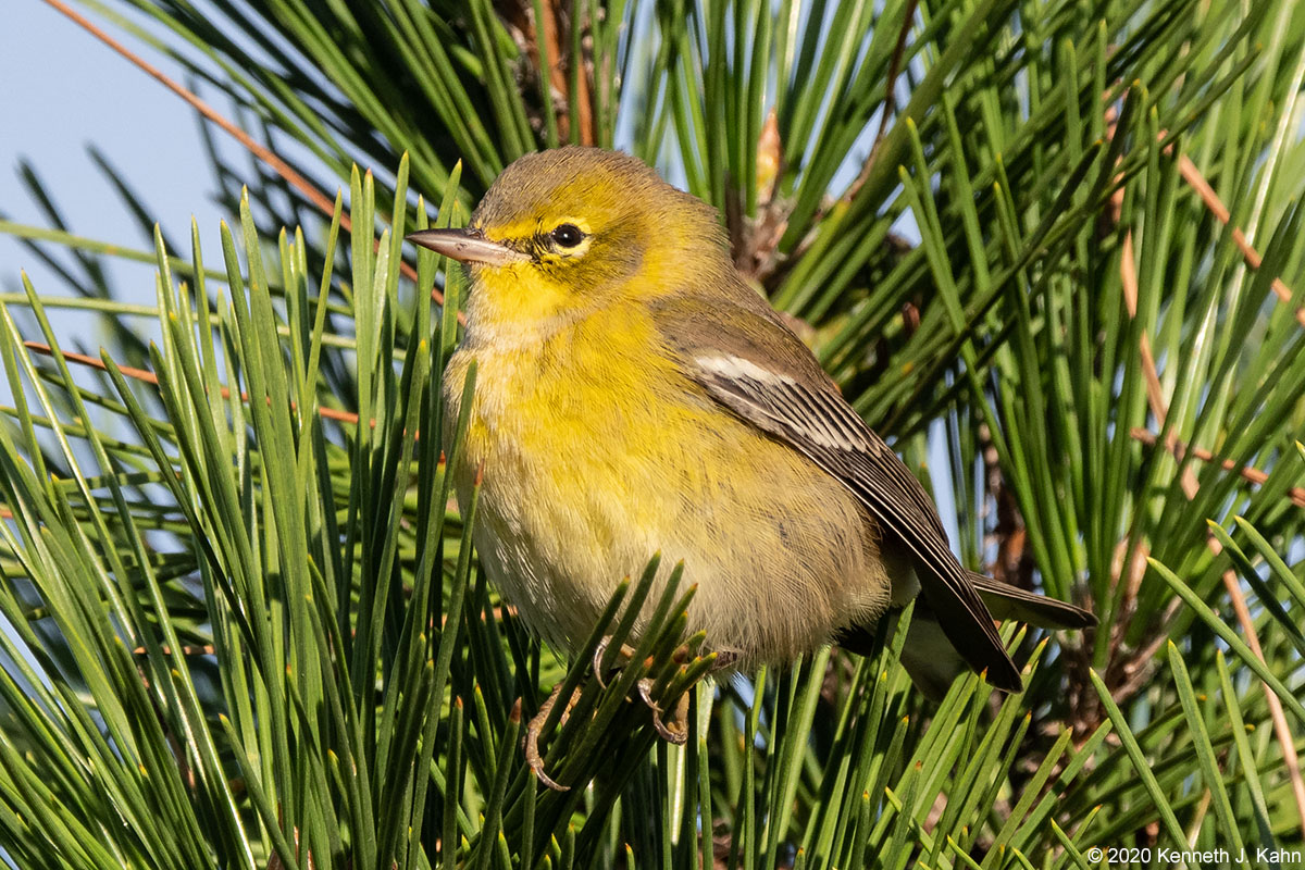 pine_warbler-06.jpg