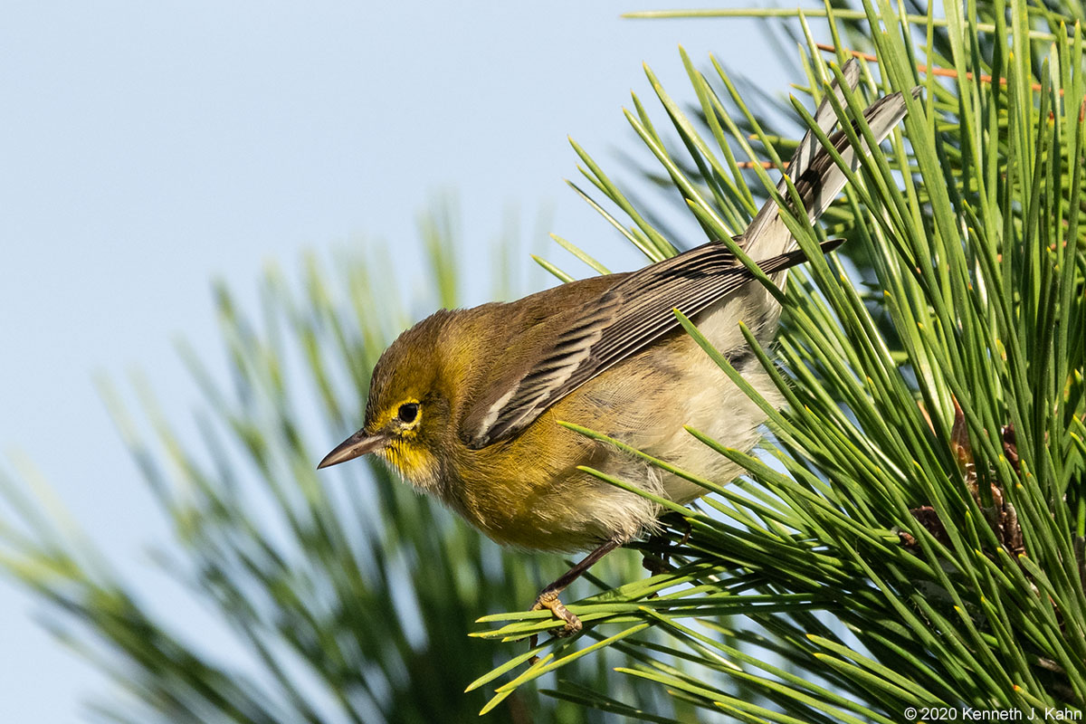 pine_warbler-07.jpg