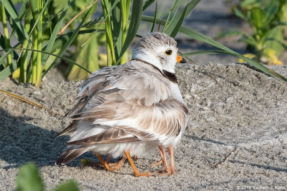 piping_plover-09.jpg