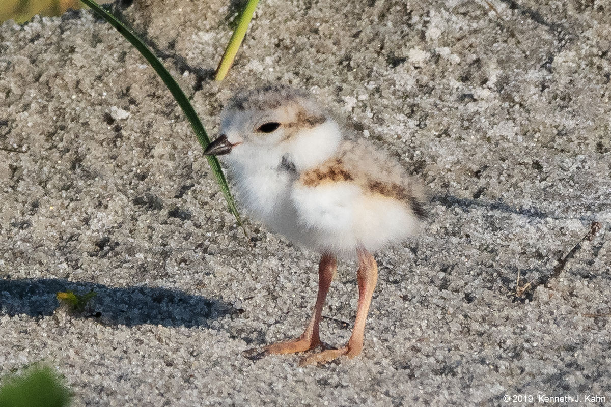 piping_plover-10.jpg