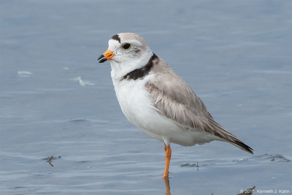 piping_plover-4.jpg