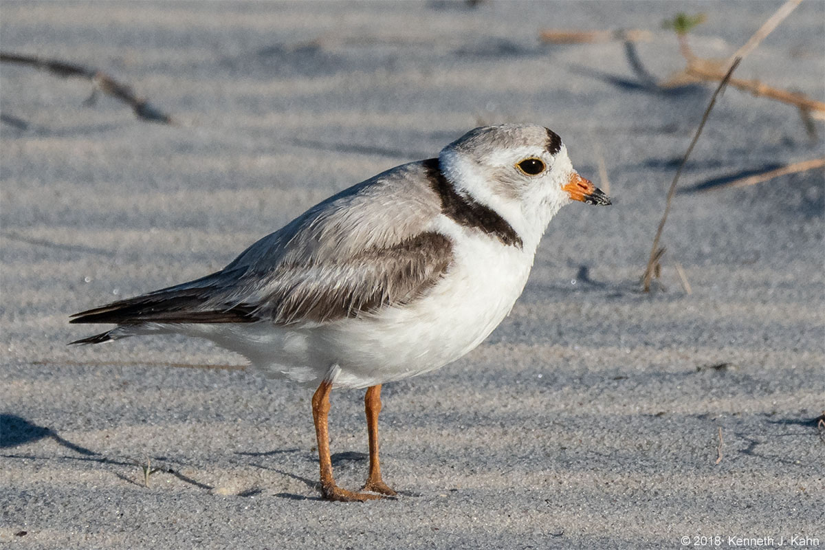 piping_plover-5.jpg