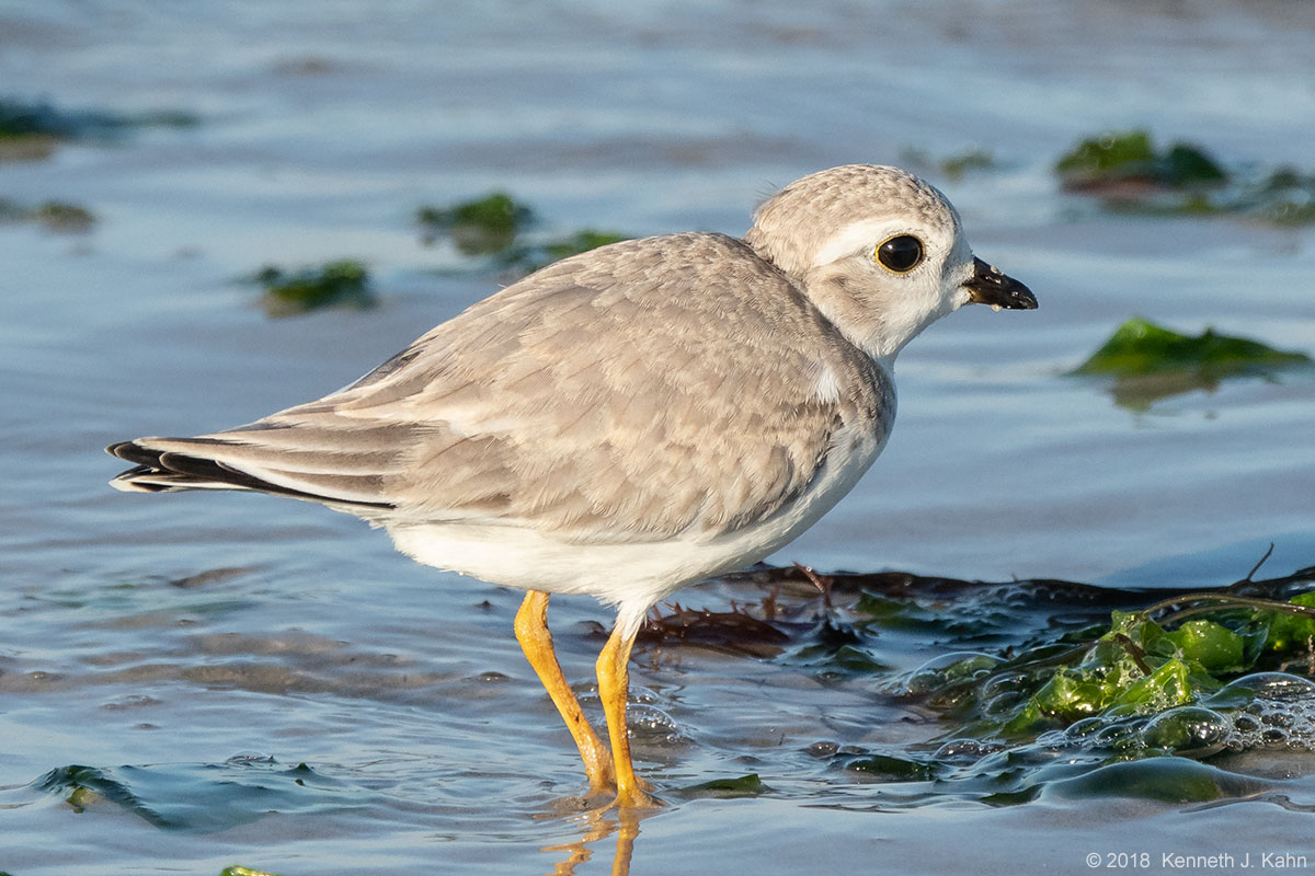 piping_plover-7.jpg