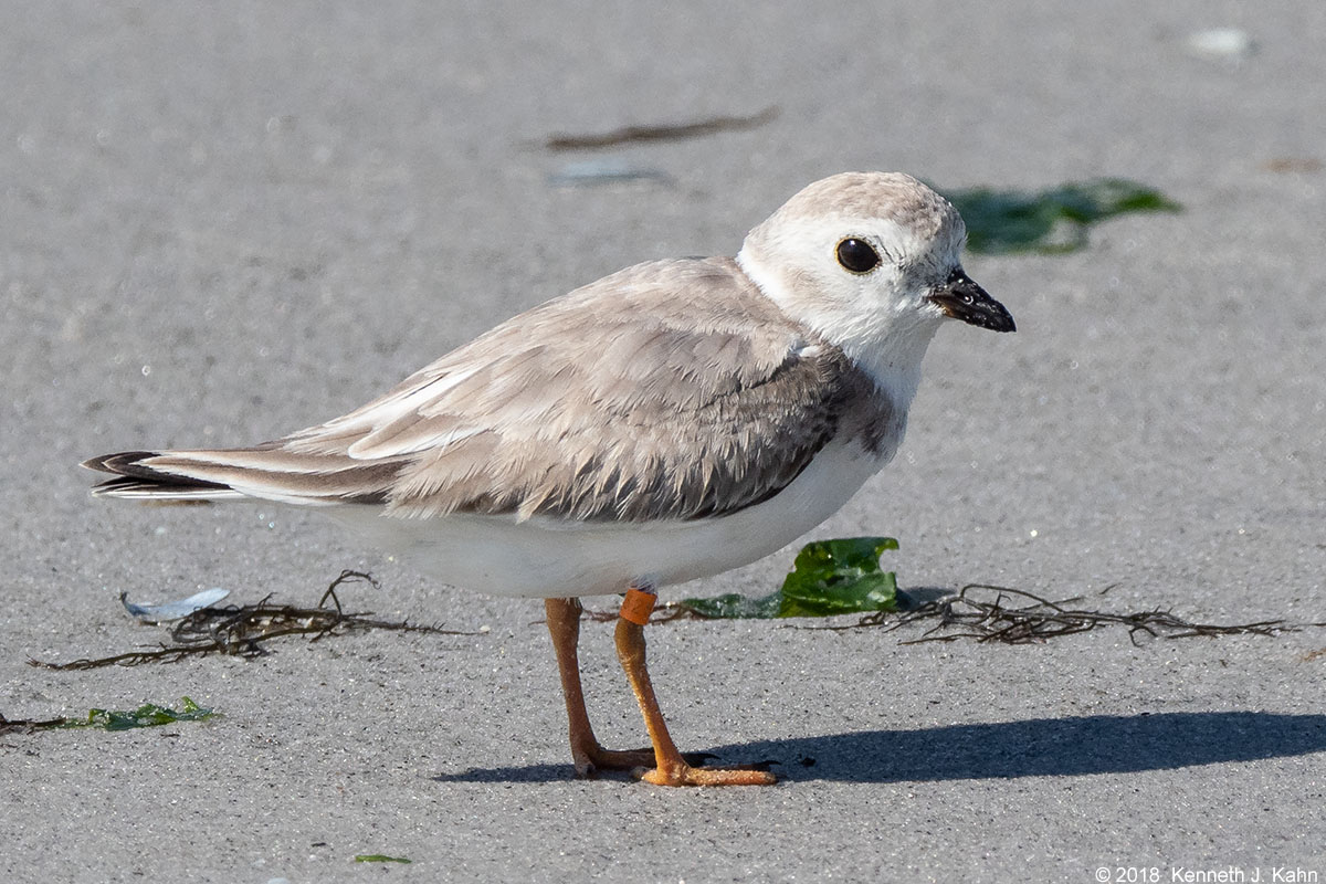 piping_plover-8.jpg