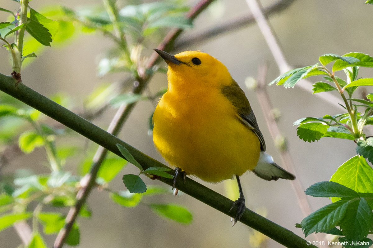pro_warbler-02.jpg