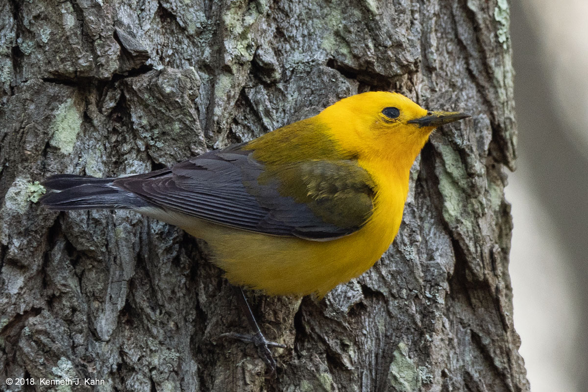 pro_warbler-03b.jpg