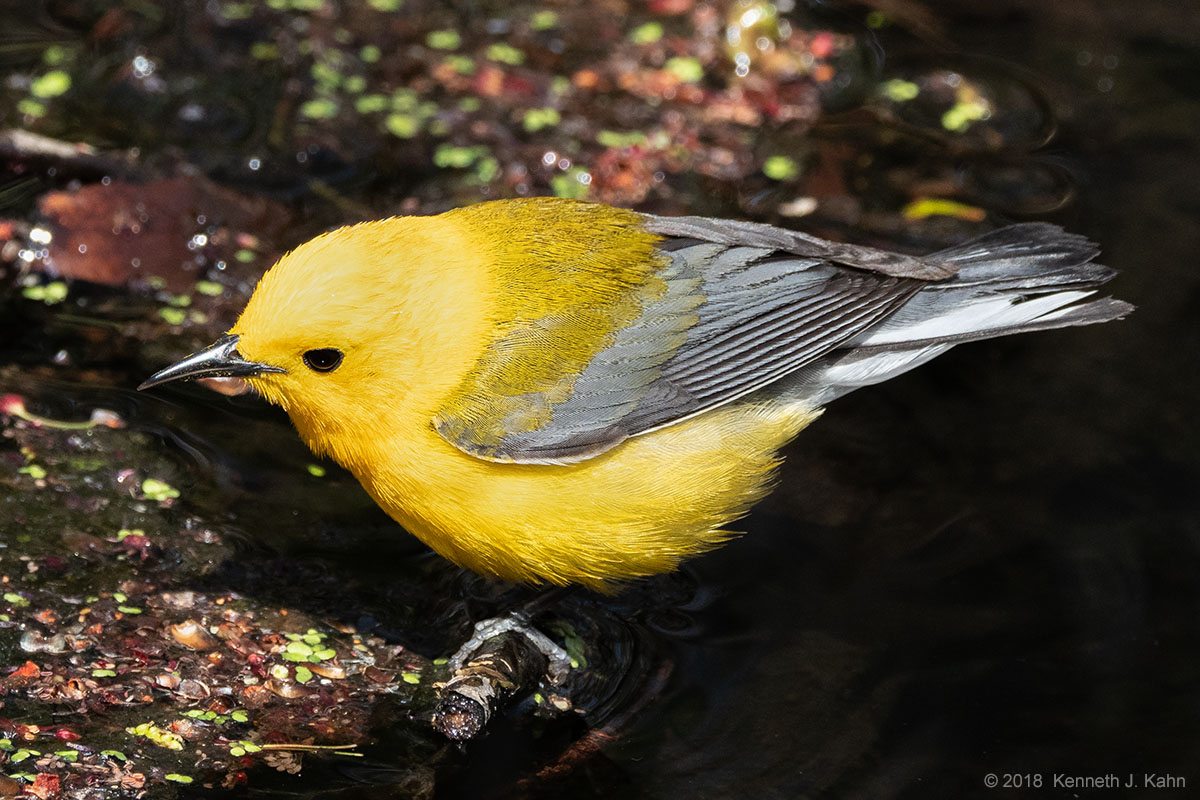 pro_warbler-04.jpg