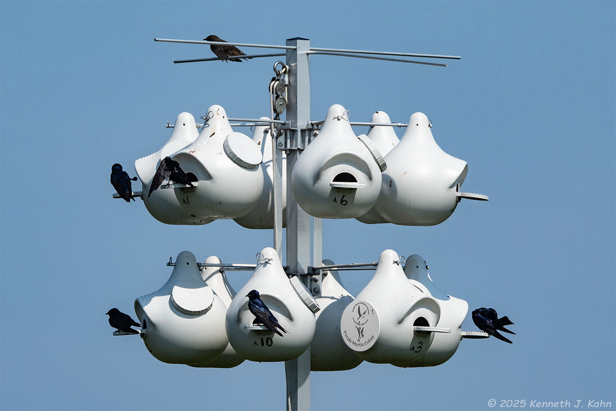puma-23.jpg