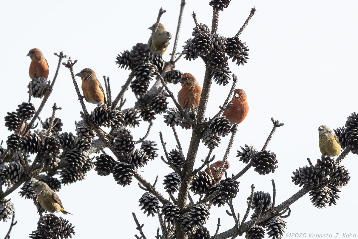 r_crossbill-09.jpg