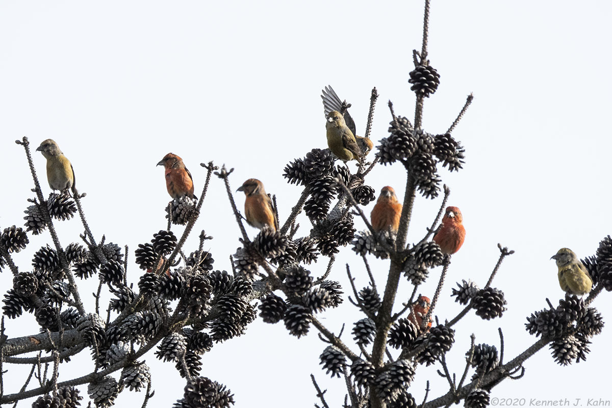 r_crossbill-10.jpg