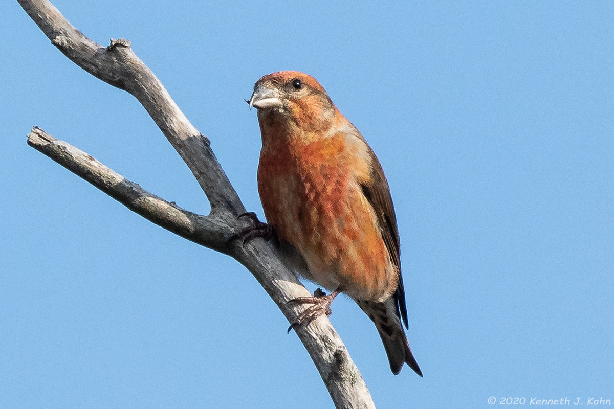 r_crossbill-12.jpg