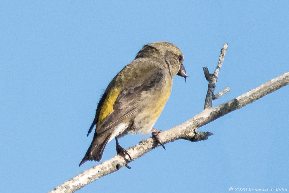 r_crossbill-12f.jpg
