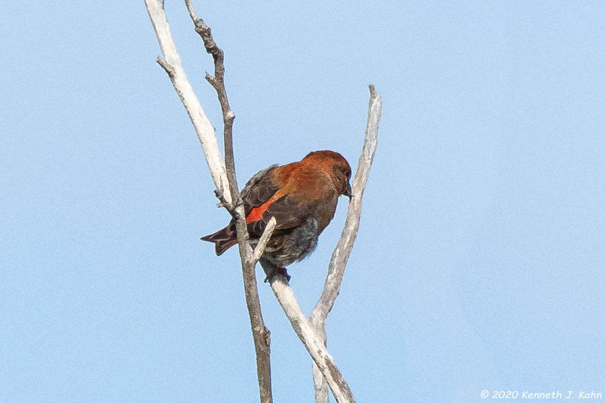 r_crossbill-13.jpg